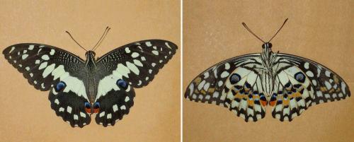 Réf. 231 187 : Papilio demoleus malayanus